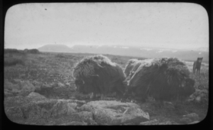 Image of Dog near 3 musk-oxen